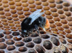 Photo of red tailed bumblebee