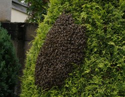Photo of a swarm on a bush