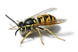 Photo of a wasp